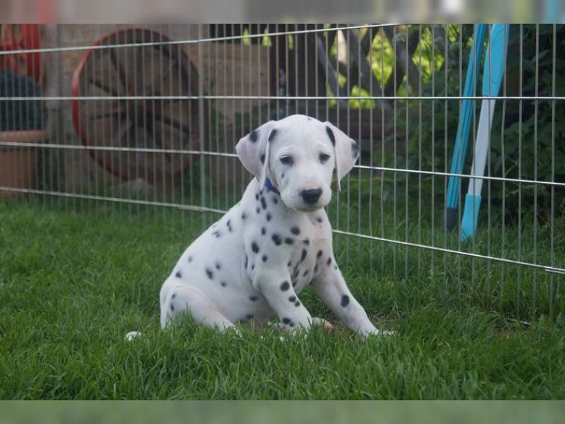 Regalo cuccioli di dalmata disponibili per l'adozione