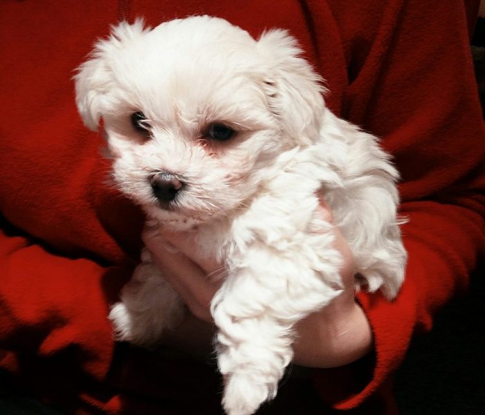 Cuccioli di micro maltese  ( per regalo )