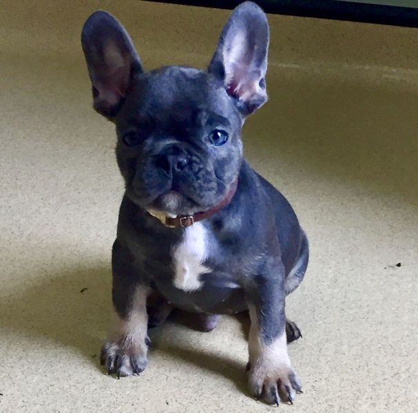 Adorabili cuccioli di Bulldog Francese femminucce e maschietti disponibili per l'adozione gratuita