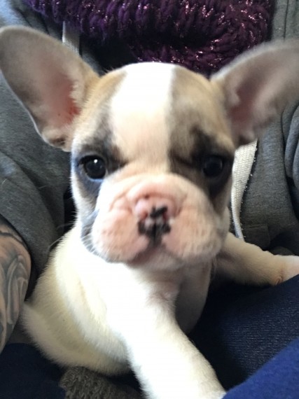 REGALO Bulldog francese blu bianco femmina e maschio