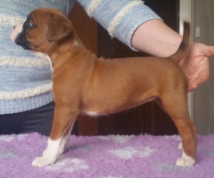 Regalo Cuccioli di Boxer