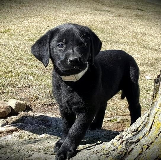 Bello Labrador , Maschio e femmina, in regalo