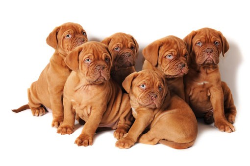 cuccioli dogue de bordeaux