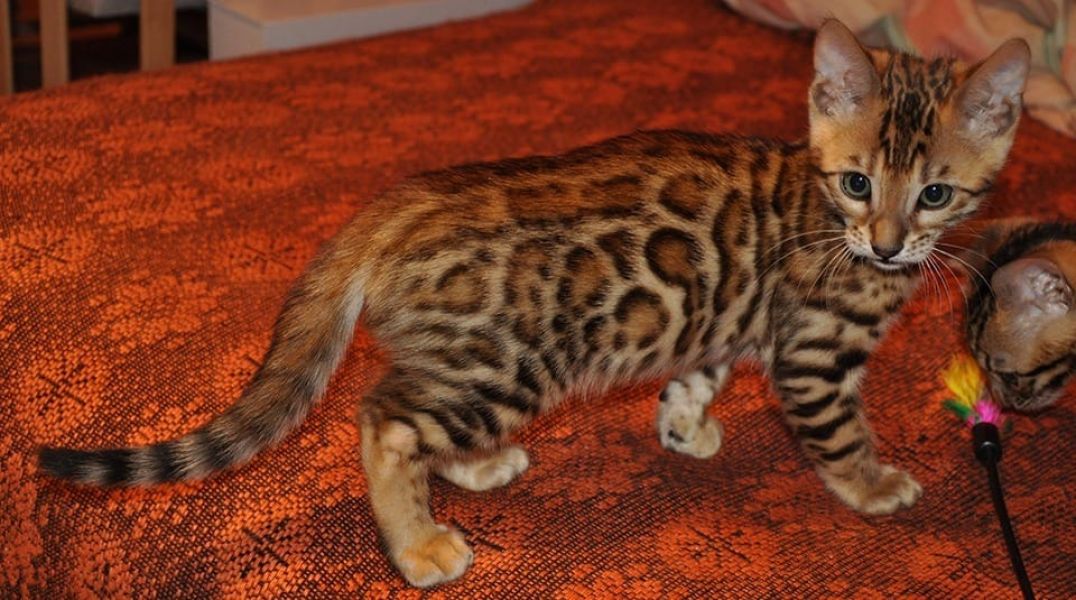 Gattini di bengala  per adozione ( regalo  )