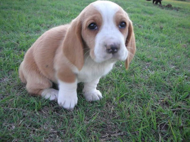  cuccioli di Basset Hound  per adozione ( regalo  )