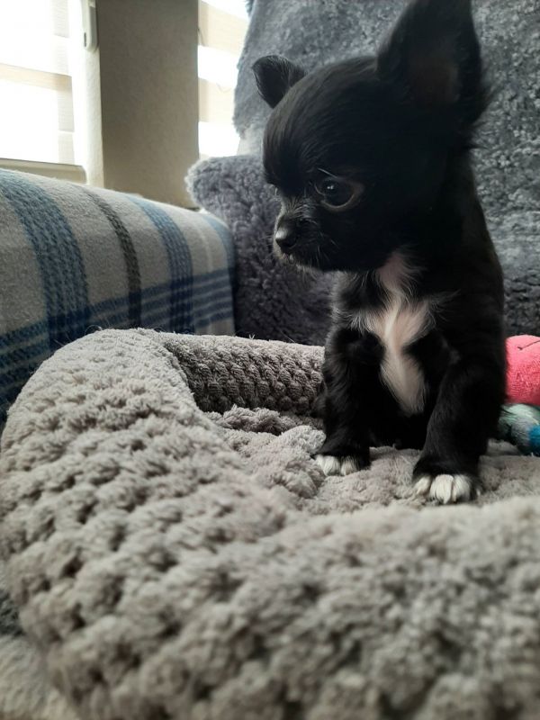   Chihuahua cuccioli introvabili cuccioli di Chihuahua intelligenti e dolcissimi attaccati al padron