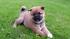  REGALO CUCCIOLI ~DI~ SHIBA INU~MASCHIO SIA FEMMINA  bellissimi cuccioli di shiba inu disponibili si