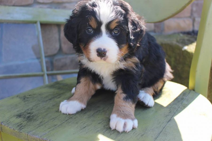 Regalo belissimi cuccioli bovaro del bernese