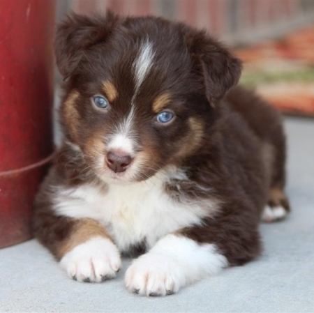  Regalo adorabili cuccioli pastore australiano 