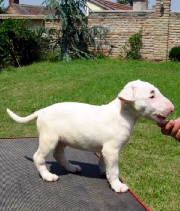 Cuccioli di miniature bull terrier per adozione ( maschio e femmina )