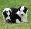 Clicca per ingrandire	disponibili cuccioli di Border Collie Maschietti e Femminucce