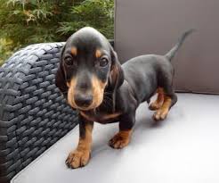 Cuccioli di bassotti