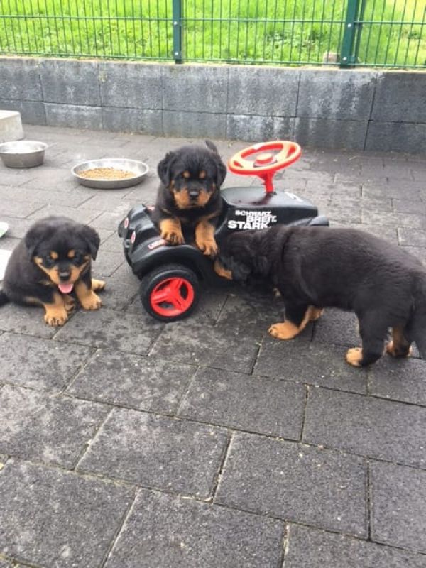 Molto bella e sani cuccioli di ROTTWEILER  per adozione maschi e femmine disponibili (gratis)
