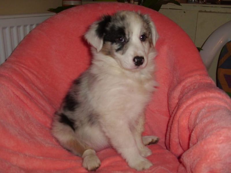  regalo cuccioli di australiano pastore disponibili per l'adozione