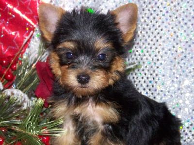  regalo cuccioli di yorkshire  disponibili per l'adozione