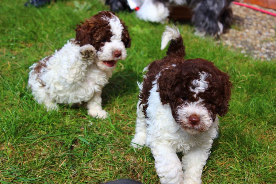 Regalo Cuccioli di Lagotto Romagnolo in pronta consegna