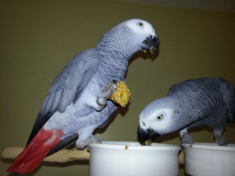 Coppia di pappagalli cenerini