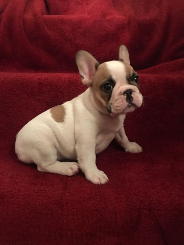 Regalo Bulldog Francese cucciolata Disponiamo di una cucciolata di Bulldog Francese ; i cuccioli ver