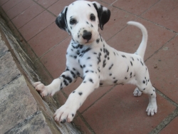Adorabili cuccioli di dalmata femminucce e maschietti disponibili per l'adozione