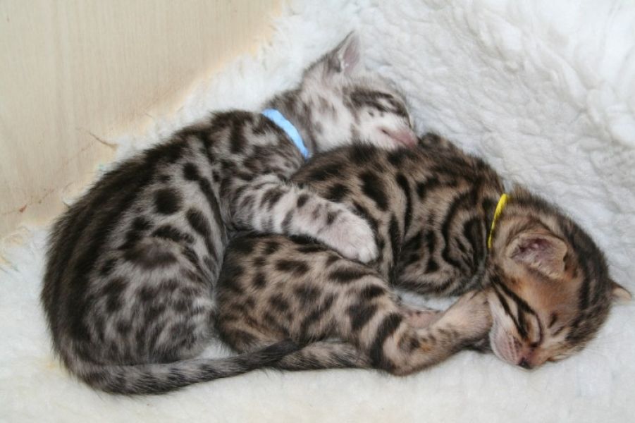 Bellissimi cuccioli bengala disponibili per l'adozione in regalo