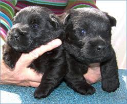Adorabili cuccioli di scottish terrier femminucce e maschietti disponibili per l'adozione cuccioli s