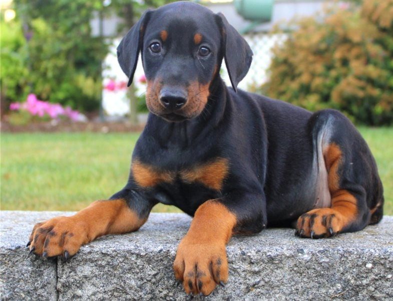 Regalo Cuccioli di Dorberman  in pronta consegna i cuccioli verranno Dato dopo 90 giorni dalla nasci