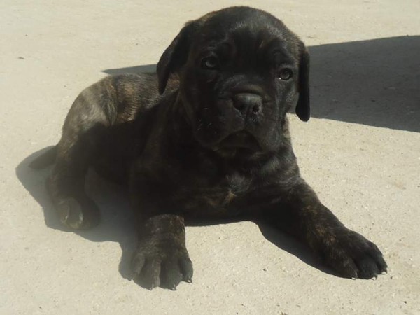 Cane corso