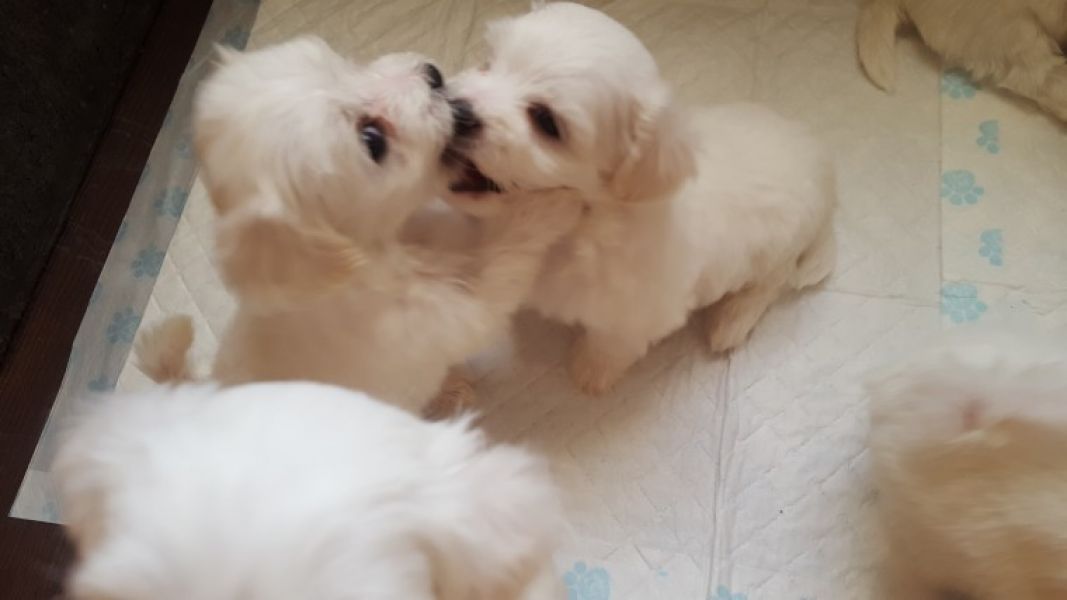  Cuccioli maltese mini toy con pedigree 