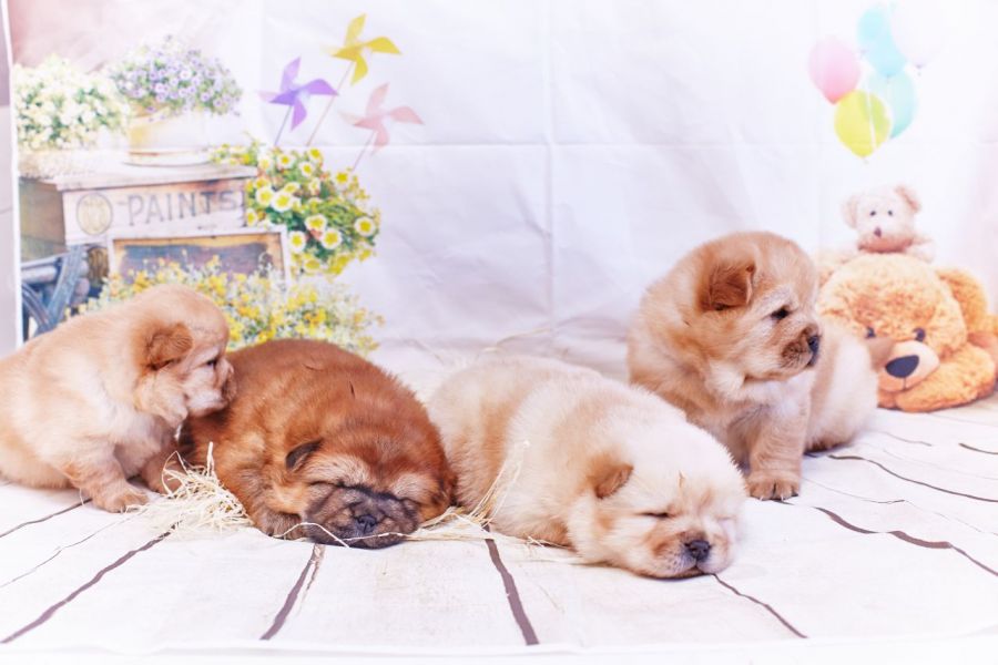 Adorabili cuccioli di chow chow femminucce e maschietti disponibili  per l'adozione gratuita i cucci