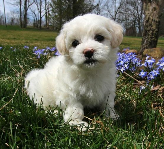 Regalo Cuccioli di Maltese in pronta consegna