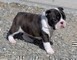 Cuccioli di Boston terrier, maschietto ed femminuccia
