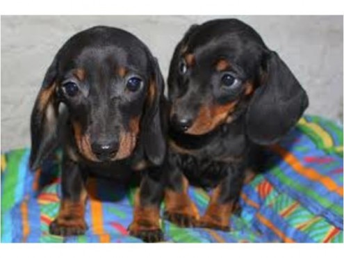 Cuccioli bassotto
