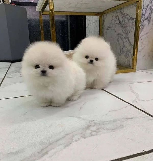 Regalo cuccioli di spitz di pomerania