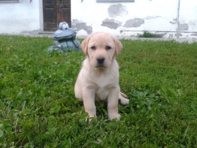 CUCCIOLA DI LABRADOR