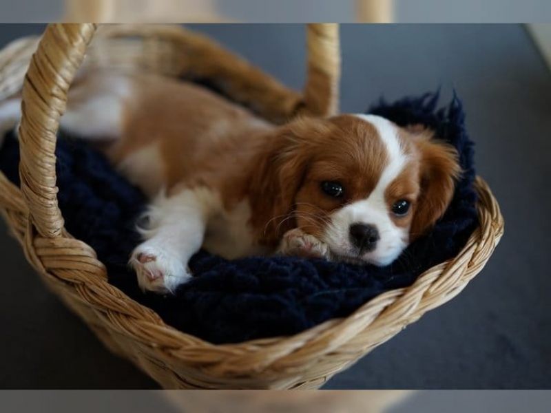  regalo cavalier king cuccioli meravigliosi !