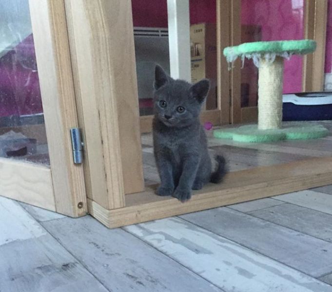 Digitare meravigliosi gattini Certosini in regalo
