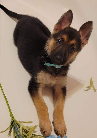 Regarlo pastore tedesco cuccioli EMAIL (canine.boutique.pro@gmail.com)