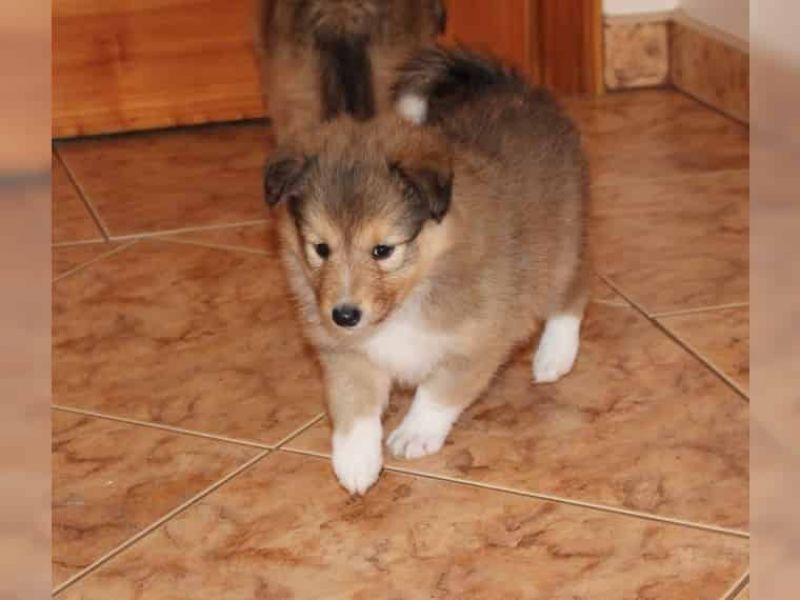 Regalo Cuccioli di shetland sheepdog