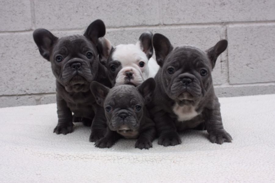 Cucciolata di Bouledogue Francese