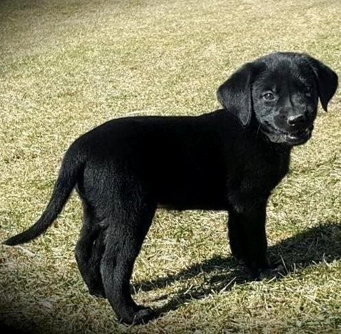 Bello Labrador , Maschio e femmina, in regalo
