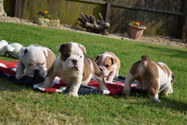 Regalo Bulldog inglese cuccioli disponibili