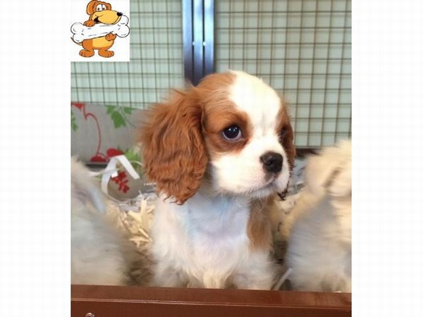 Cavalier king charles