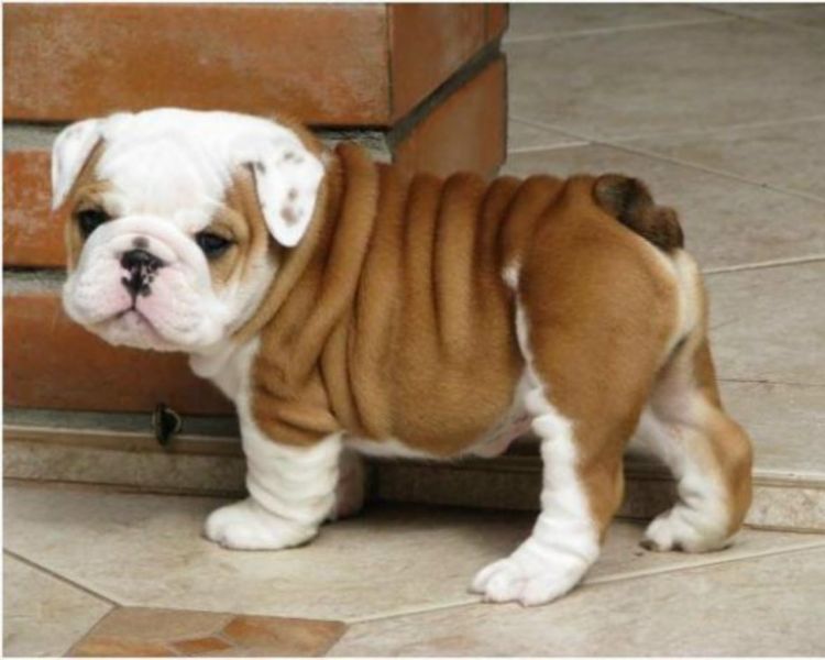   regalo cuccioli di bulldog inglese disponibili per l'adozione