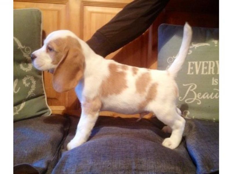 Abbiamo disponibili cuccioli di Beagle Maschi e Femmine