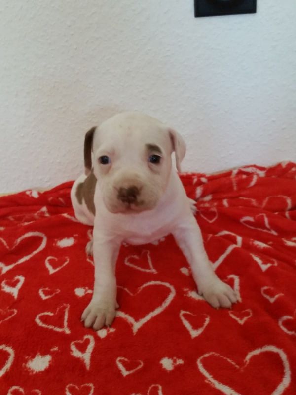   cuccioli di pitbull  ( per regalo )