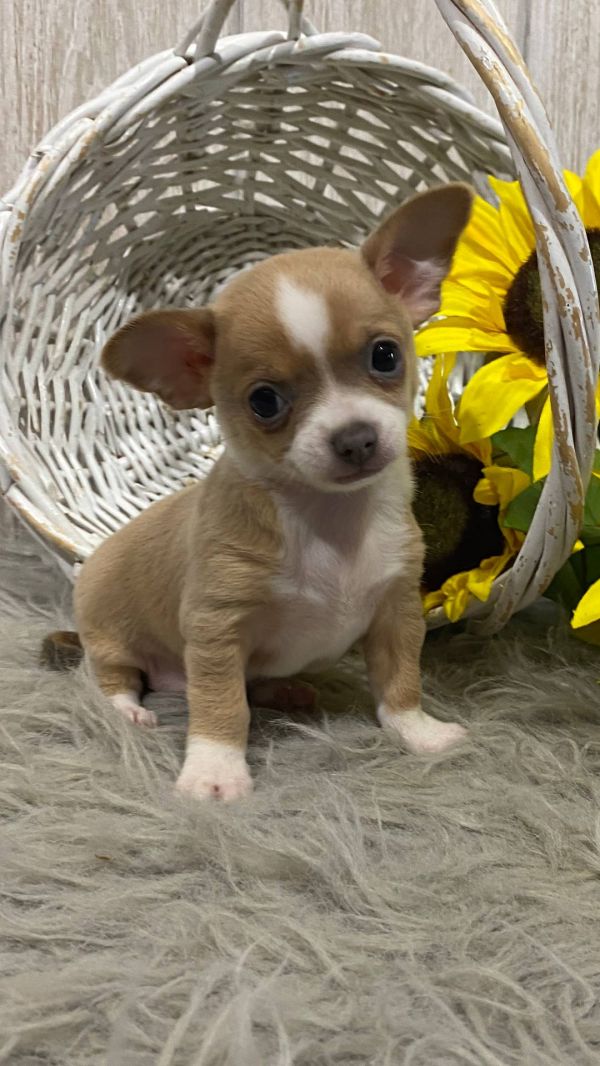   Chihuahua cuccioli introvabili cuccioli di Chihuahua intelligenti e dolcissimi attaccati al padron