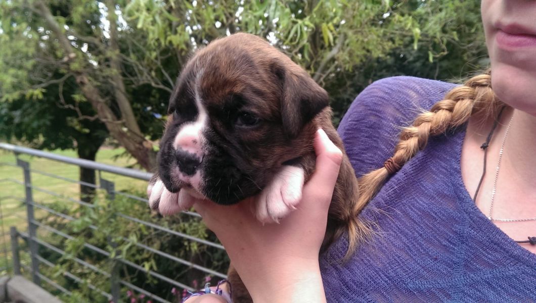 Molto bella e sani  cuccioli di Boxer per adozione maschi e femmine disponibili (gratis)
