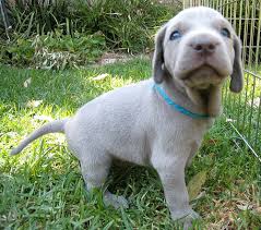 Adorabili cuccioli di weimaraner femminucce e maschietti disponibili per l'adozione cuccioli sono va