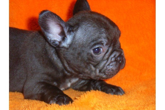 Bellissima cucciola di bulldog francese con pedigree