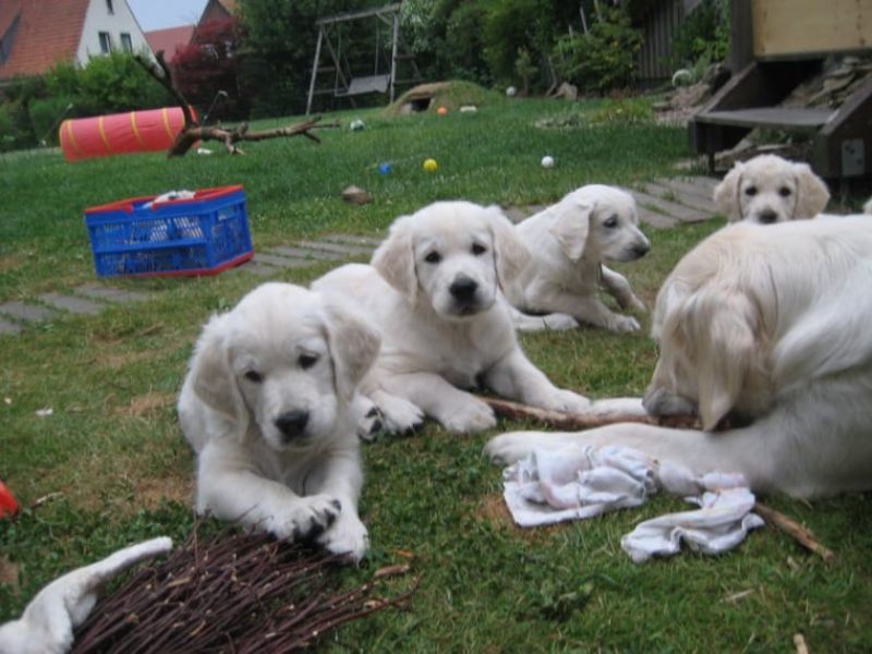 Regalo Cuccioli di Golden retriver